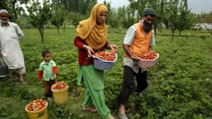 Farmers collect strawberries from a farm in Srinagar, indian-occupied Kashmir. Credit- Weather Channel